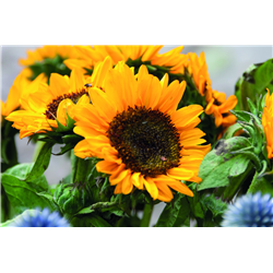 Nasiona słonecznika w kopercie GIRASOL