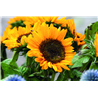 Nasiona słonecznika w kopercie GIRASOL
