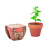 Nasiona mięty w doniczce MINT POT