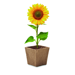 Zestaw do uprawy słonecznika SUNFLOWER KIT