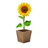 Zestaw do uprawy słonecznika SUNFLOWER KIT