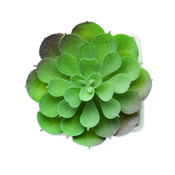 Mini sztuczna roślina ARTIECHE