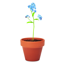 Doniczka, niezapominajka FORGET ME NOT
