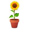 Doniczka, słonecznik SUNFLOWER