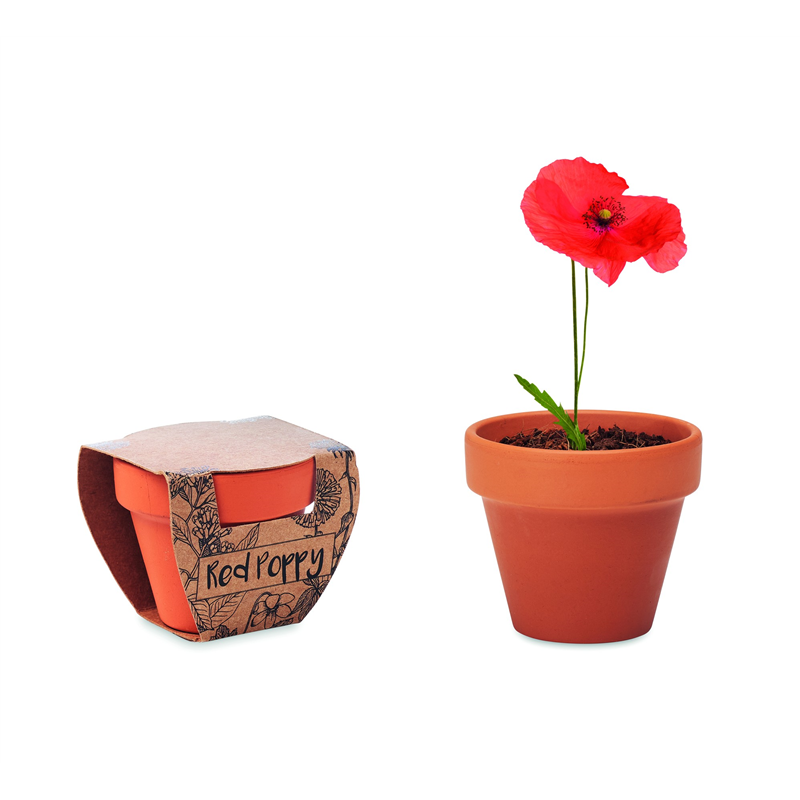 Doniczka, mak RED POPPY