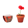 Doniczka, mak RED POPPY