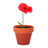 Doniczka, mak RED POPPY