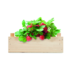 Zestaw do uprawy truskawek STRAWBERRY